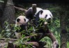 日媒：“大熊猫可能会从日本完全消失”