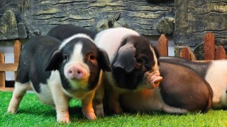 新华社调查：猪肉价格为何持续下跌？