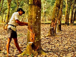 如何分析橡胶期权流动性差的原因？流动性对期权交易有何影响？