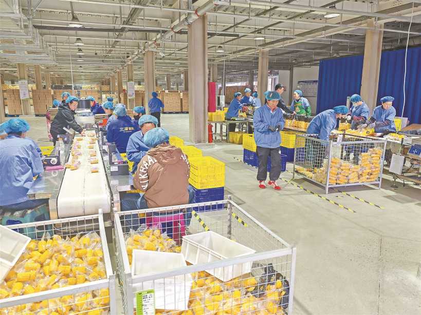 探访“中国玉米之乡”： 鲜食玉米年销4亿穗  第1张