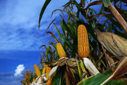 化肥生产商雅拉警告:战争引发价格暴涨,农民正陷入困境 第2张 化肥生产商雅拉警告:战争引发价格暴涨,农民正陷入困境 第2张